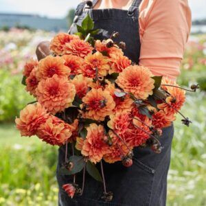 Dahlia 'David Howard' | 1 georgineknoll