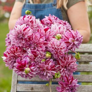 Dahlia 'Ida Mae' | 1 georgineknoll