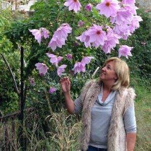 Dahlia 'Imperialis' | 1 georgineknoll