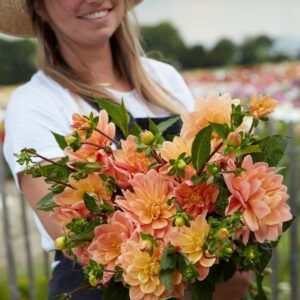 Dahlia 'Mister Frans' | 1 georgineknoll