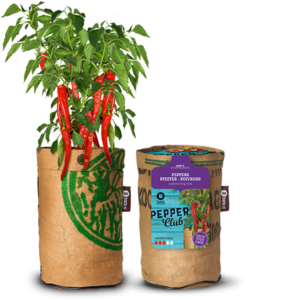 Chili 'Anaheim' og jord i gavepose