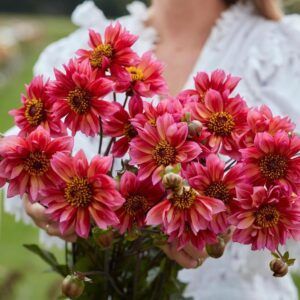 Dahlia 'Princess Nadine' | 1 georgineknoll