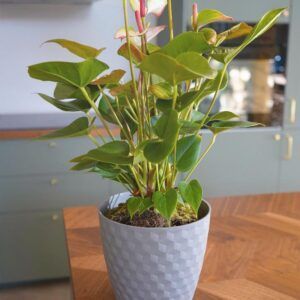 Potte Ruby | Ø19cm | Betong