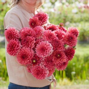 Dahlia 'Salmon Runner' | 1 georgineknoll