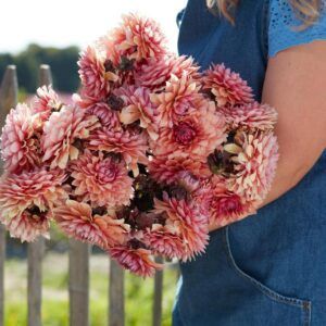 Dahlia 'Sweet Sanne' | 1 georgineknoll