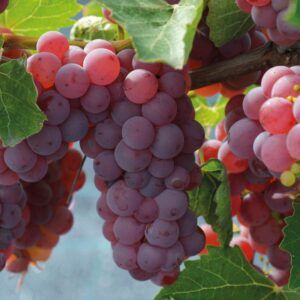 Vindrue 'Somerset Seedless' | Plante i 2L-potte