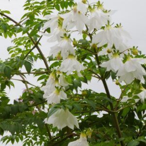 Dahlia 'Imperialis White' | 1 georgineknoll