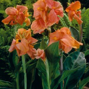 Kanna 'Peach Blush' | 1 knoll