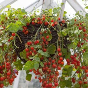 Krukketomat 'Tumbling Tom' | 10 frø