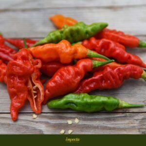 Habanero 'Fruity Vulcano'