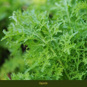 Sennepskål 'Frizzy Joe'