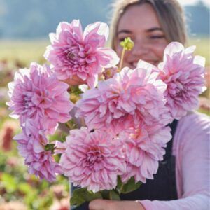 Dahlia 'Lavender Perfection' | 1 georgineknoll