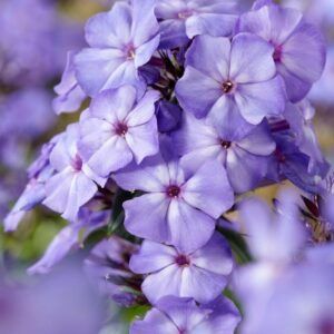 Floks 'Blue Paradise' | 1 barrotsstaude