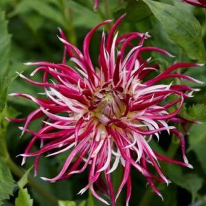Dahlia 'Hollyhill Spiderwoman' | 1 georgineknoll