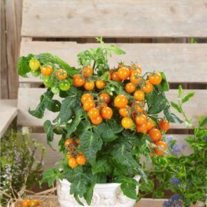 Busktomat 'Twiggy Orange' | 10 frø