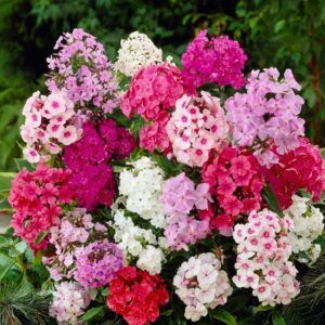 Floks i Fargemiks | 5 barrotsstauder