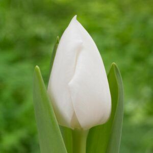 Tulipaner 'Royal Virgin' | 7 blomsterløk