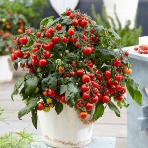 Busktomat 'Heartbreaker' | 10 frø