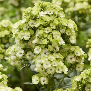 Floks 'Orchid Green' | 1 barrotsstaude