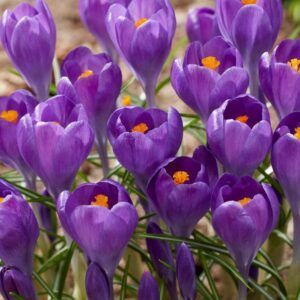 Blå krokus | 8 blomsterløk