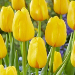 Gule tulipaner | 5 blomsterløk