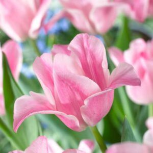 Tulipaner 'Miss Elegance' | 7 blomsterløk