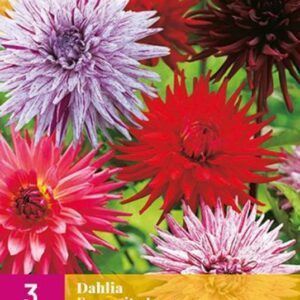 Dahlia i Mikspakke “Favourite Love” | 3 georgineknoller