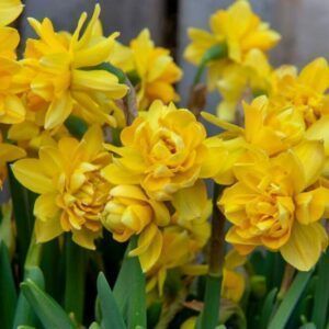 Narsisser 'Tete Boucle' | 5 blomsterløk av Påskelilje