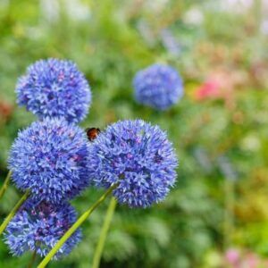 XXL-pakke | Allium caeruleum | 40 blomsterløk av prydløk