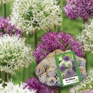 XXL-pakke | Lilla og hvite allium i fargemiks | 40 blomsterløk av prydløk