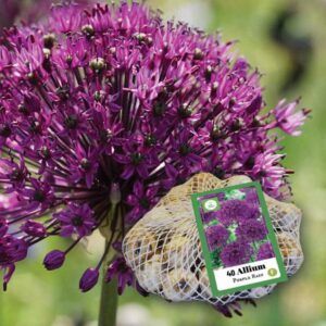 XXL-pakke | Allium 'Purple Rain' | 40 blomsterløk av prydløk