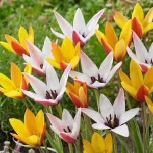 XXL-pakke | Villtulipaner "Belles Tulipes" | 25 blomsterløk av botaniske tulipaner