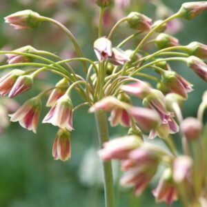 Allium siculum | 5 blomsterløk av prydløk