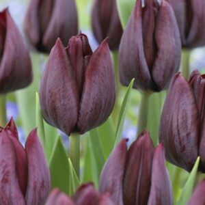 Tulipaner 'Ronaldo' | 7 blomsterløk
