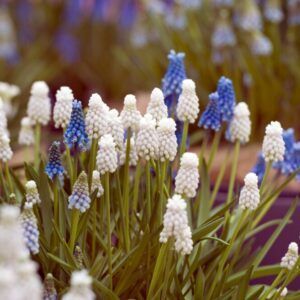 Lavtvoksende løkblomster