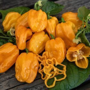 Capsicum chinense 'NuMex Suave Orange'Øko