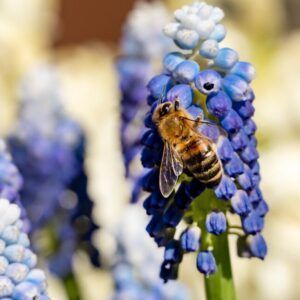 Vårblomster biene elsker