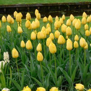 Flerårig blomsterløk: Vårstemning år etter år