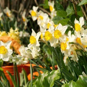 Vårblomster med langvarig blomstring