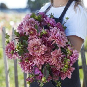 Dahlia 'La Belle Epoque' | 1 georgineknoll