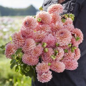 Dahlia 'Linda' | 1 georgineknoll