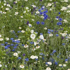 Blåblomstrende eng | 20 gram | Frøblanding for blomstereng