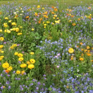 Blomsterblanding for steinbed | 20 gram | Frøblanding for blomstereng