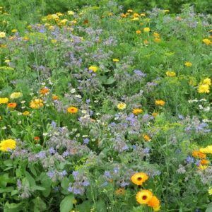 Urtehage | 1 kg | Frøblanding for blomstereng