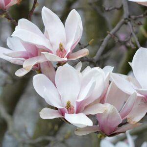 Praktmagnolia 'Lennei' | Plante i 2L-potte