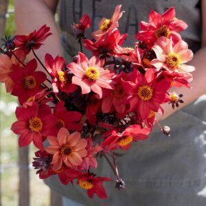 Dahlia 'Schipper Bronze' | 1 georgineknoll