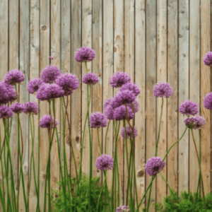 Høytragende løkblomster