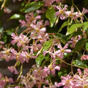 Stjernejasmin 'Pink Showers’ | Plante i 9cm-potte