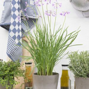 Villhvitløk | Plante i 9cm-potte