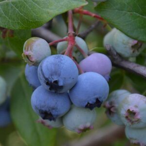 Hageblåbær 'Early Blue' | Plante i 2L-potte